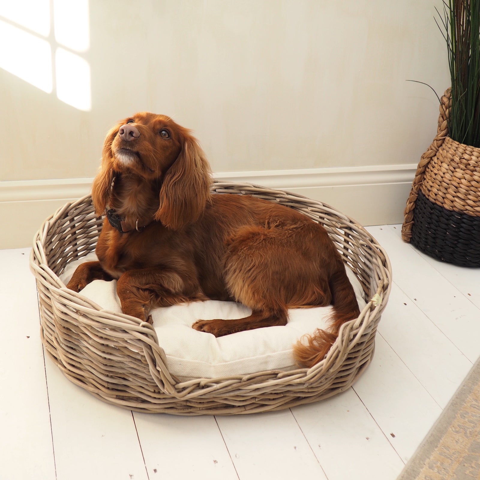 Rattan dog bed with cushion