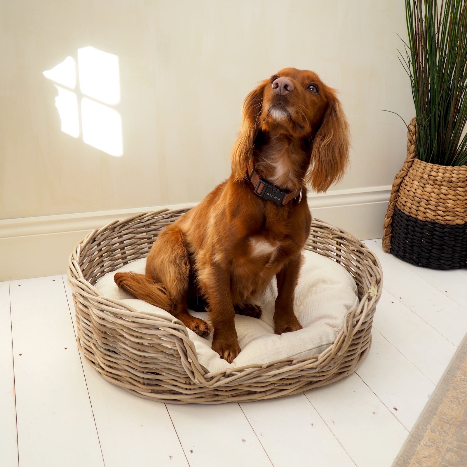 Wicker dog bed round with cocker spaniel on white wooden floor