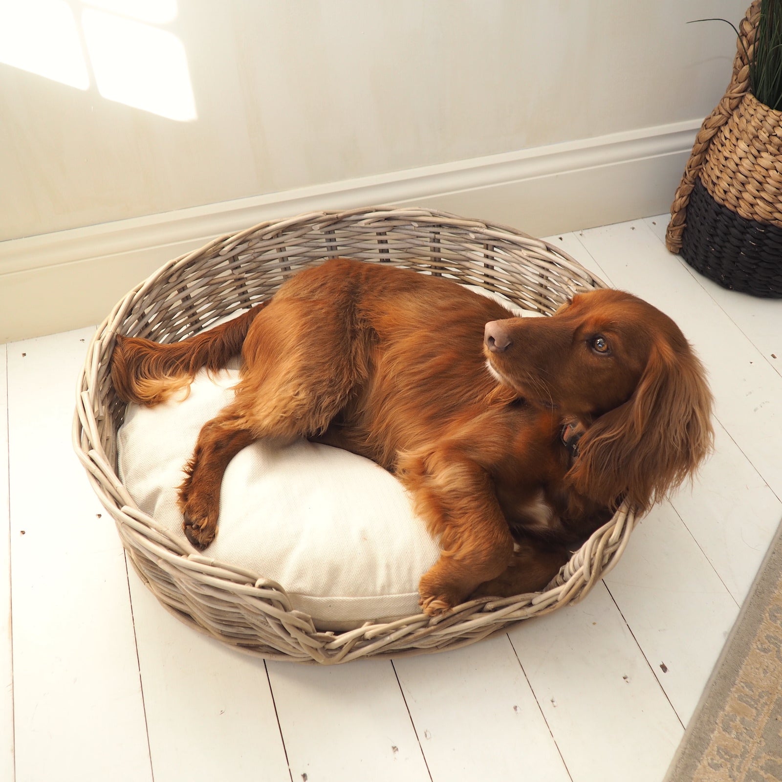 Wicker dog bed with red spaniel