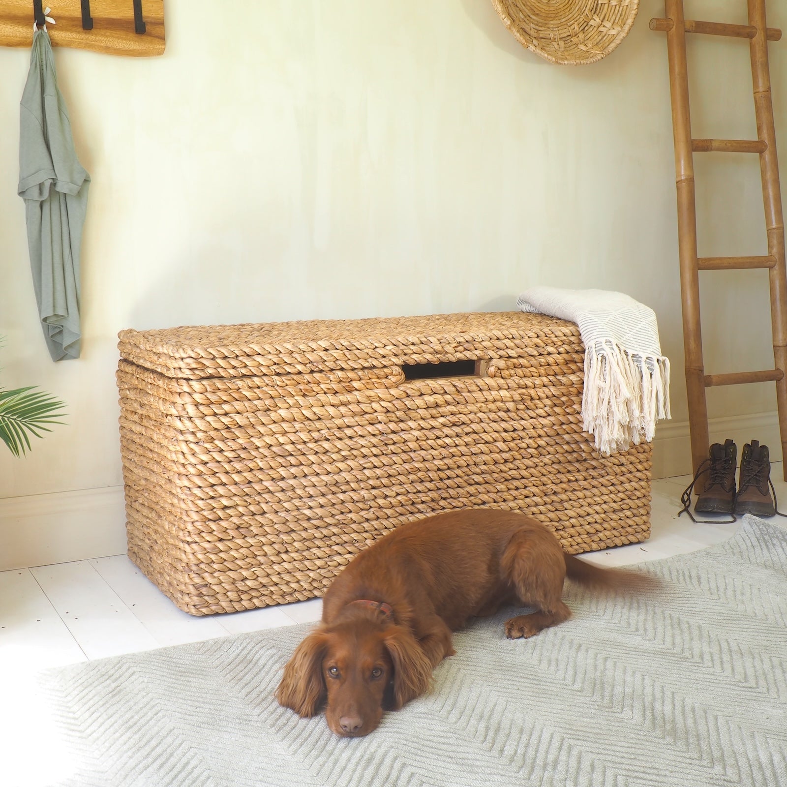 Rattan storage trunk with dog on rug