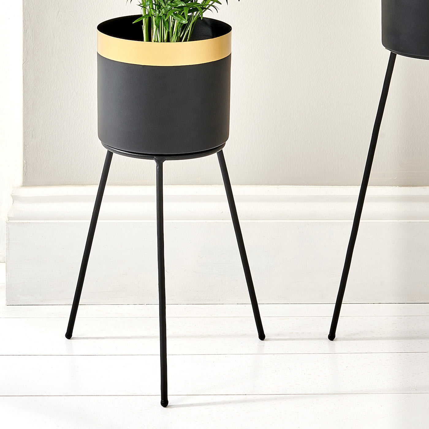 Black plant stand tall